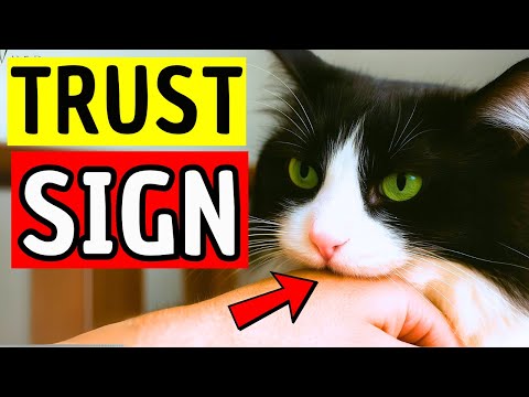10 Adorable Things Cats Do When They Truly Trust You
