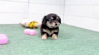 ハーフ犬の動画01