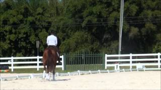 preview picture of video 'Rocke 7 yr old Imported Hannoverian Gelding dressage prospect SOLD'