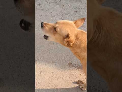 Desi real dog barking sound#1viral#shorts
