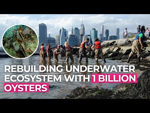 NYC Is Dumping One Billion Oysters Into Its Harbor—And It's Working"