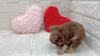 チワワ(ロング)の動画01