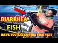 OILFISH the "LAXATIVE" fish | CAUGHT ON TRADITIONAL HANDLINE FISHING FROM 2000 PLUS FEET OILFISH the "LAXATIVE" fish | CAUGHT ON TRADITIONAL HANDLINE FISHING FROM 2000 PLUS FEET