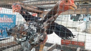 Download lagu HARGA 4N4KAN 4¥4M B4N6KOK UMUR 3 BULAN DI PASAR SUMPIUH BANYUMAS mp3