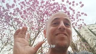 טבבויה בפריחה אביבית ורודה ומרשימה