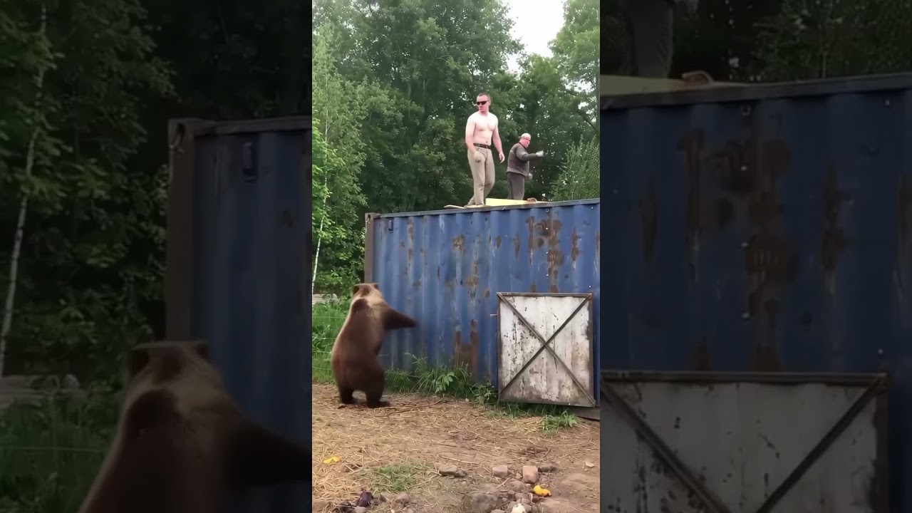When Your Escape Plan Meets a Bear's Logic