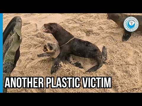 Every Seal Rescue Starts with Plastic Waste