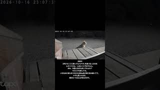 猫社会②