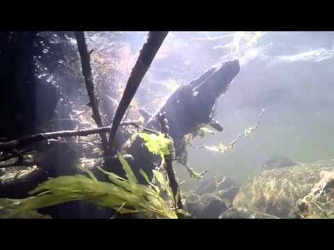 Ouje Test Dive: Wapachee Camp