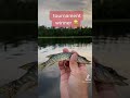 Video Thumbnail for Pike fishing tournament winner..NO weights needed