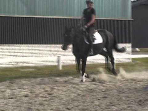 Holsteiner Wallach *2009 v. Quo Vados a.d. Fafnia v. Alcatraz - Lord