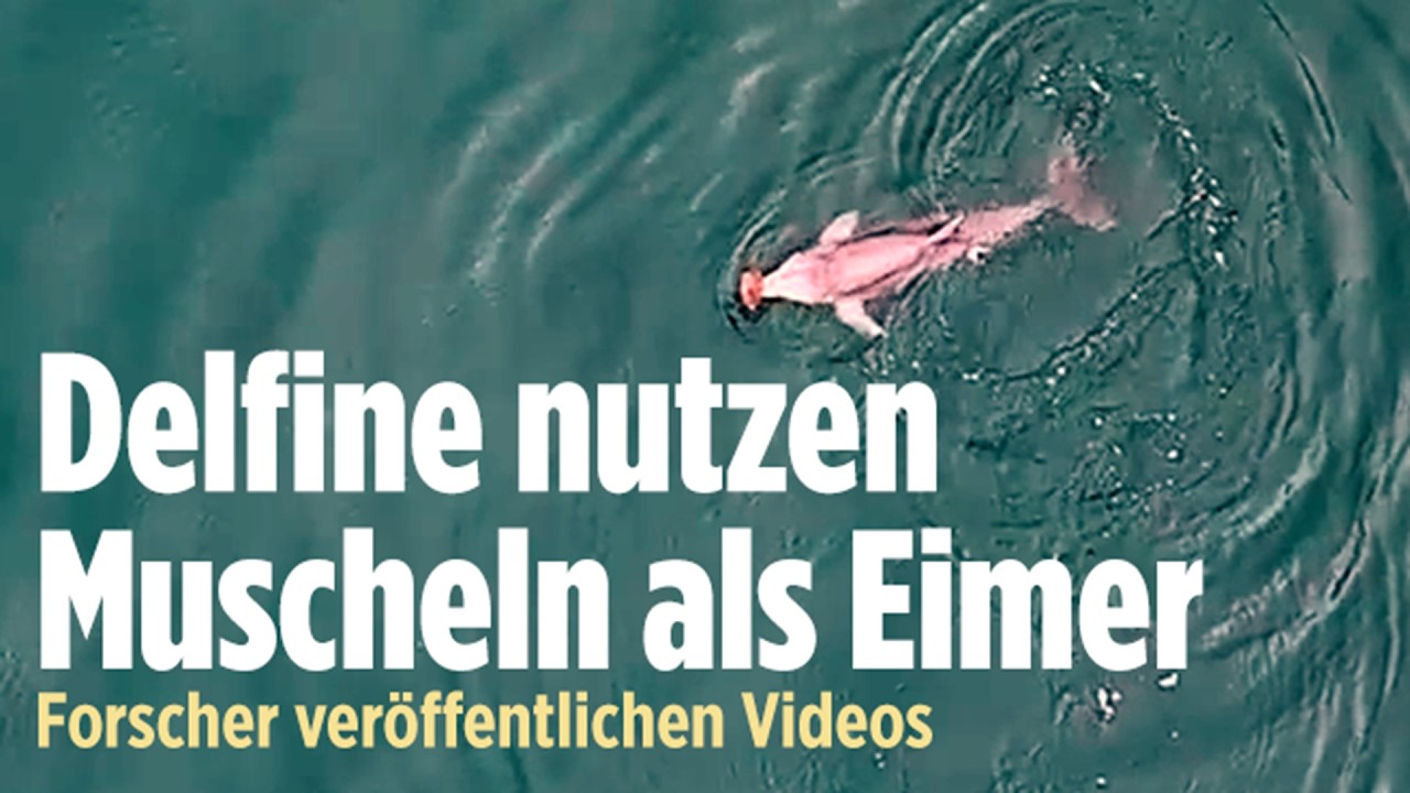 AUSTRALIEN: Mit diesem Trick schnappen sich Delfine ihre Beute!