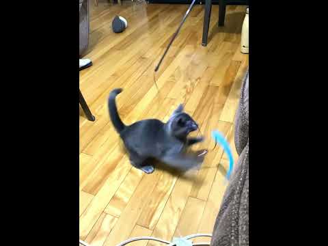 I miss how tiny and “cute” I was..😼#cat  #catlover