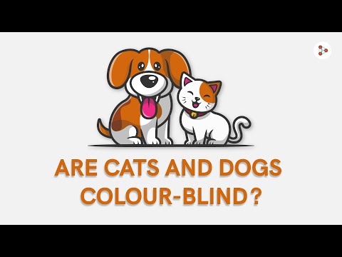 Are cats and dogs colour-blind? | Don't Memorise #Shorts