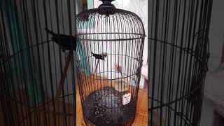 Download lagu konin opet rasa love bird fasih mp3