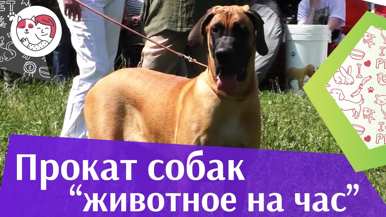 3 причины воспользоваться услугой «Собака на час» на ilikepet
