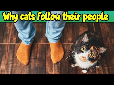 This Is What Your Cat WANTS From You!