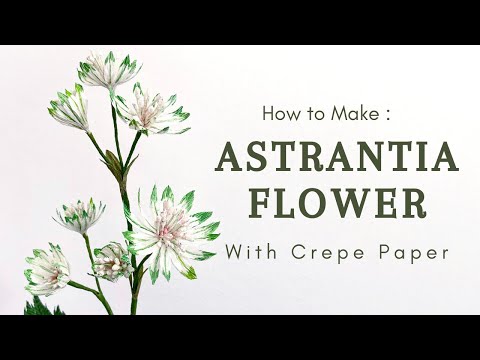 USING CREPE PAPER TO MAKE ASTRANTIA "SNOW STAR" | without pre-made stamen