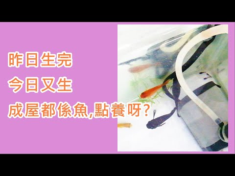 黑摩利魚