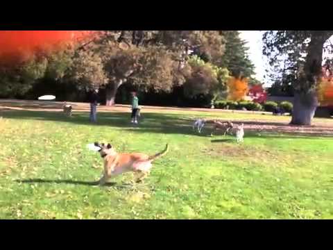 Thor, The Amazing Frisbee Dog