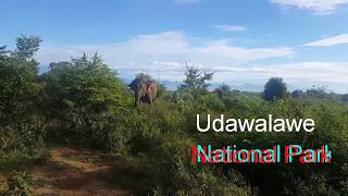 preview picture of video 'Udawalawe National Park | Elephant Watching In Sri Lanka | Family Travel Vlog - Epic Travel Family'