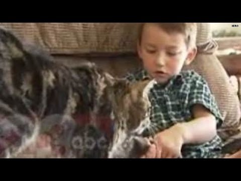 'She's a hero!' How hero cat saved boy from dog attack