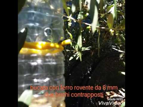 Parassita trasparente alla persona Che bandire lyambliya al bambino