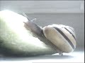 The Helix Aspersa (Film Directed by Angus Andrew) - LIARS The Helix Aspersa (Film Directed by Angus Andrew)