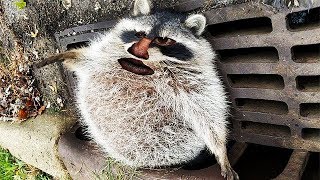 Я РЖАЛ ПОЛ ЧАСА / СМЕШНЫЕ ЖИВОТНЫЕ , КОТЫ СОБАКИ И ДРУГИЕ