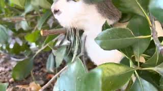 cat in bushes
