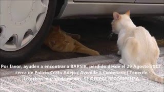 preview picture of video 'Perdido el gato en Costa Adeje / Пропал кот в зоне Costa Adeje'