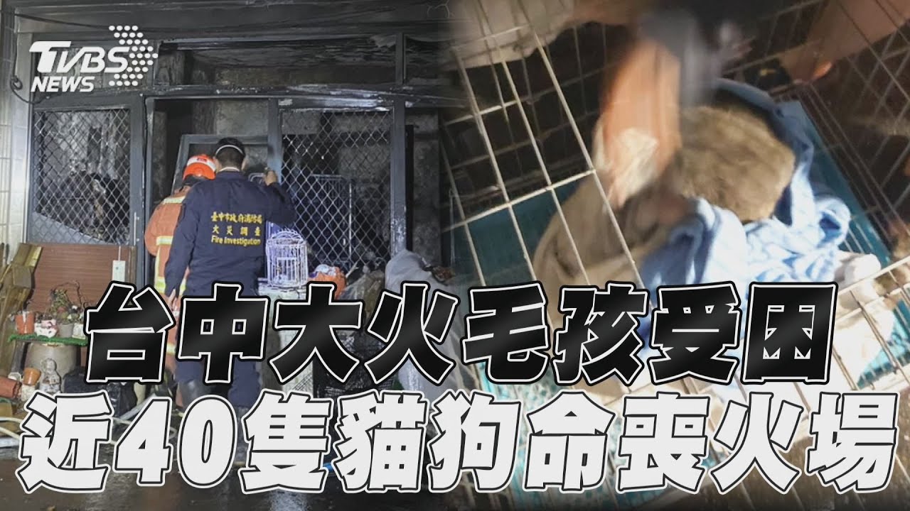 影音/台中民宅惡火驚傳毛小孩受困 「僅8隻獲救」近40隻貓狗喪命