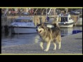 Alaskan Malamute - ALASKAN MALAMUTE trailer documentario