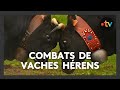 Cow Fights With Hérens Cattle Are Being Organized In Belledonne Despite Opposition