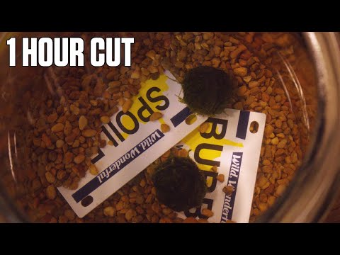 The Freedom of Uselessness | One Hour Cut | By Samuel Felinton and Declan Mungovan