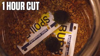 The Freedom of Uselessness | One Hour Cut | By Samuel Felinton and Declan Mungovan