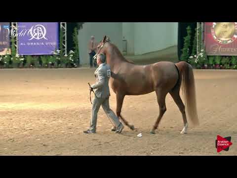 N.252 BELLA GODDESS SBA - LAS VEGAS 2019 - Arabian World Cup Senior Breeding Mares (Class 114).mp4