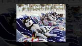 Here Comes Summer - Pet Version