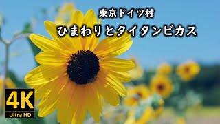 東京ドイツ村 ひまわりとタイタンビカス 2023