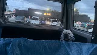 飲酒運転と火事場泥棒🐶#犬のいる暮らし #独り言 #怒り 