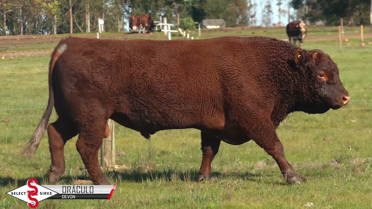 Vídeo BRIGADEIRO ORÁCULO