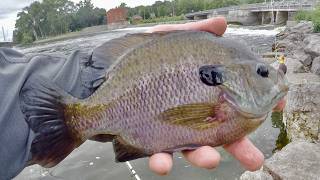There are HUGE Bluegill below this River Spillway!