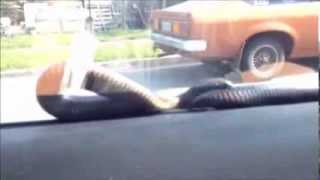 Venomous Red Bellied Black Snake on the Car Windscreen