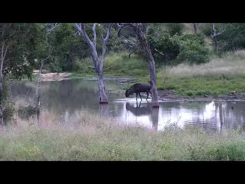 Djuma: Wildebeest bull crosses the water in the dam - 17:40 - 04/10/20