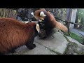 Red Panda Cub Pabu's Best Pounces Of All Time