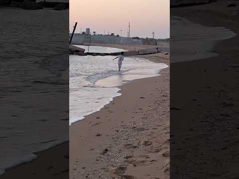 Artin on the coast of the Persian Gulf 01