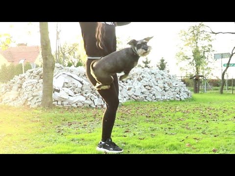 Jak nauczyć psa vaults? (odbicia od ciała)