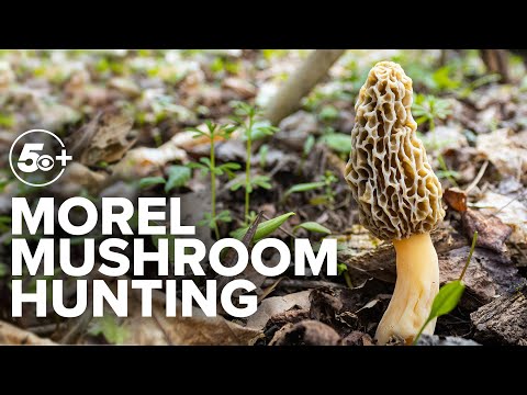 Foraging in Arkansas: Morel mushroom hunting expert tells all