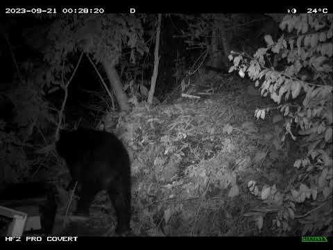 一頭成年公熊侵入蜂場破壞蜂箱後，叼走蜂巢片