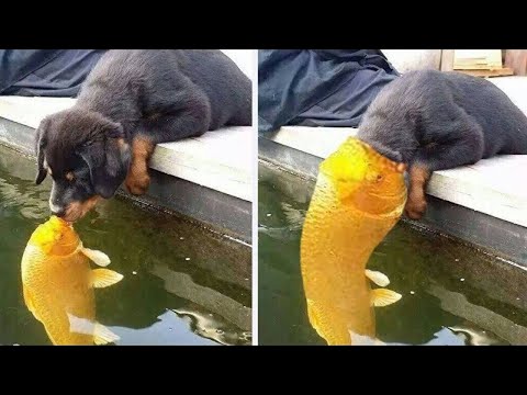 SI TE RÍES PIERDES NIVEL DIOS - Vídeos de Risa 2022 - cosas graciosas, chistes, caidas graciosas #5